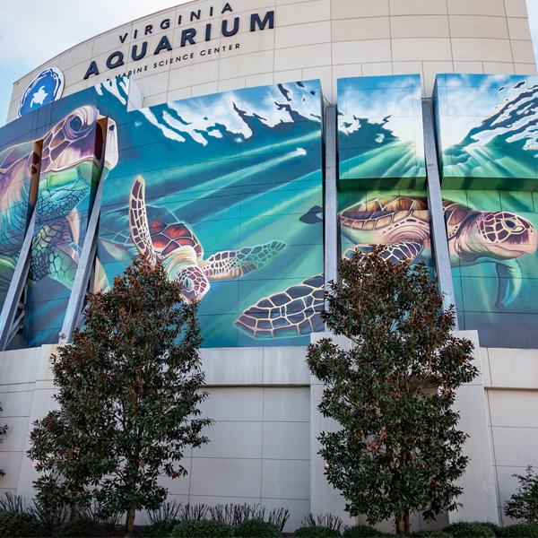 Virginia Aquarium Wall Mural With Three Turtles